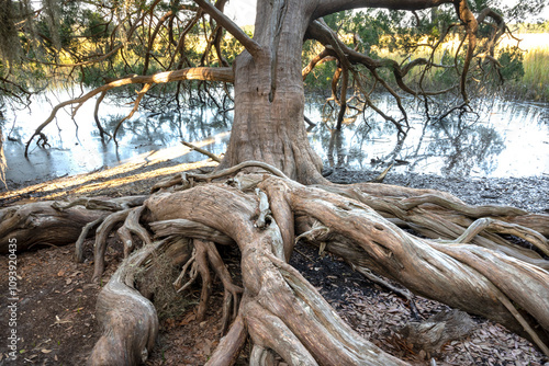 USA, Georgia. Mature tree in Skidaway Island State Park, near Savannah photo