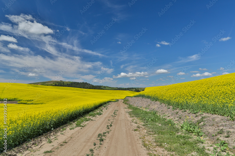 Gravel dirt road through canola field in Yellow Eastern Washington Gravel dirt road through canola field in Yellow Eastern Washington