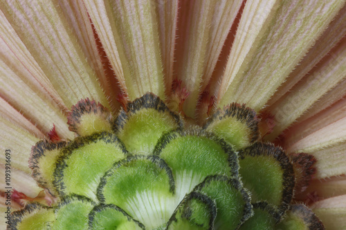 USA, Washington State, Sammamish. Close-up of the back side of a zinnia photo