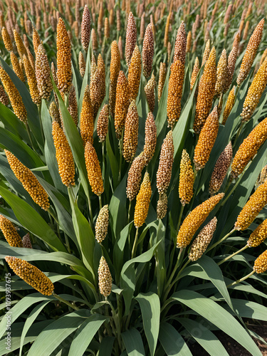 Sorghum bicolor, commonly called sorghum and also known as great millet, durra, jowari, jowar or milo. Isolated photo