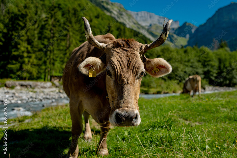 Cow with horns. Cattle, beeves. Cow at meadow. Cows and calves grazing. Grazing cows. Cows at field. Cow herd at green pasture. Countryside landscape and pasture for cows. Cow herd in the countryside. Cow with horns. Cattle, beeves. Cow at meadow. Cows and calves grazing. Grazing cows. Cows at field. Cow herd at green pasture. Countryside landscape and pasture for cows. Cow herd in the countryside.
