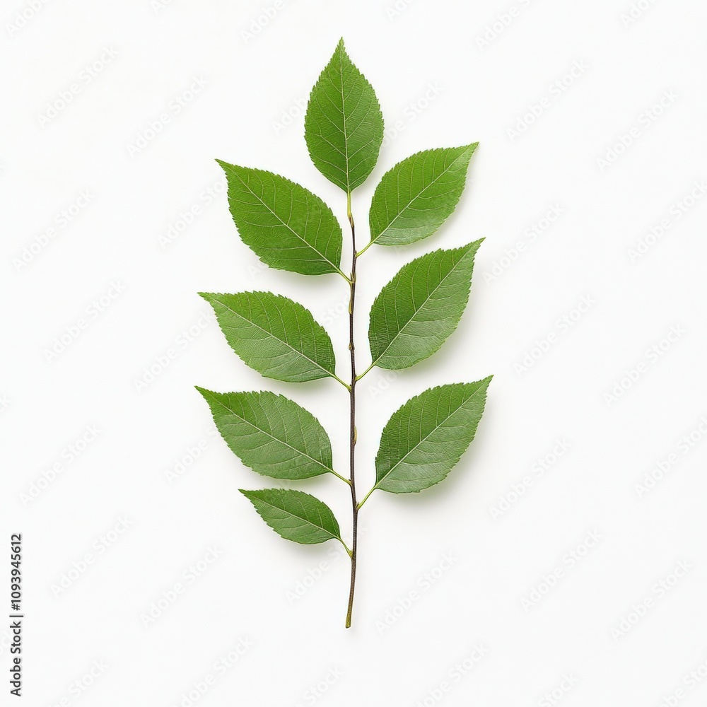 fresh green leaves on a white background for natural design fresh green leaves on a white background for natural design