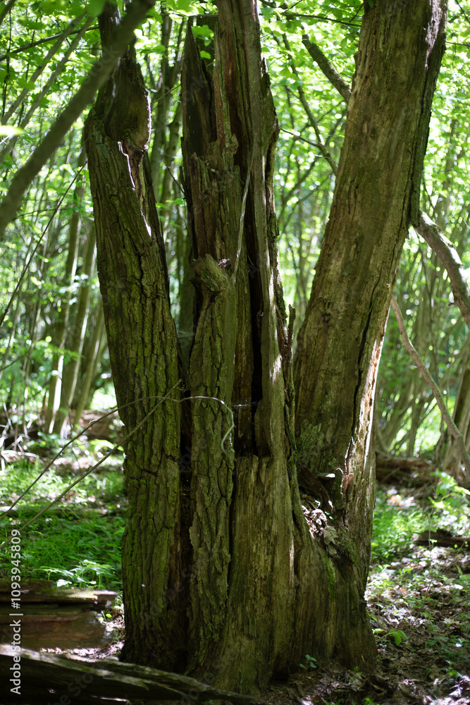 Coniferous forest in summer. Detail of the middle natural area. Deep in the thicket. Coniferous forest in summer. Detail of the middle natural area. Deep in the thicket.