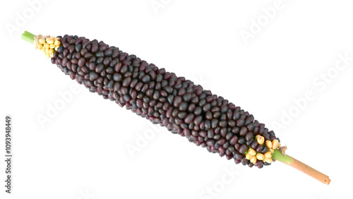 Sorghum bicolor, commonly called sorghum and also known as great millet, durra, jowari, jowar or milo. Isolated photo