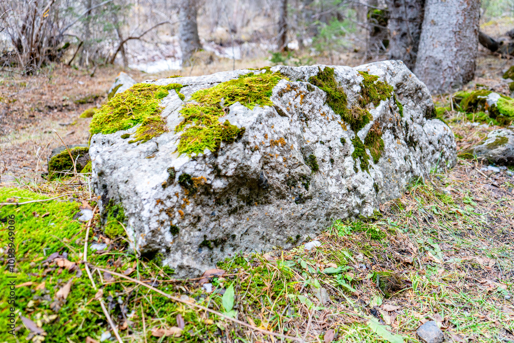 A moss-covered rock in a forest setting, surrounded by green grass, fallen leaves, and earthy tones, showcasing the beauty of nature and the tranquility of a woodland environment.
A moss-covered rock in a forest setting, surrounded by green grass, fallen leaves, and earthy tones, showcasing the beauty of nature and the tranquility of a woodland environment.