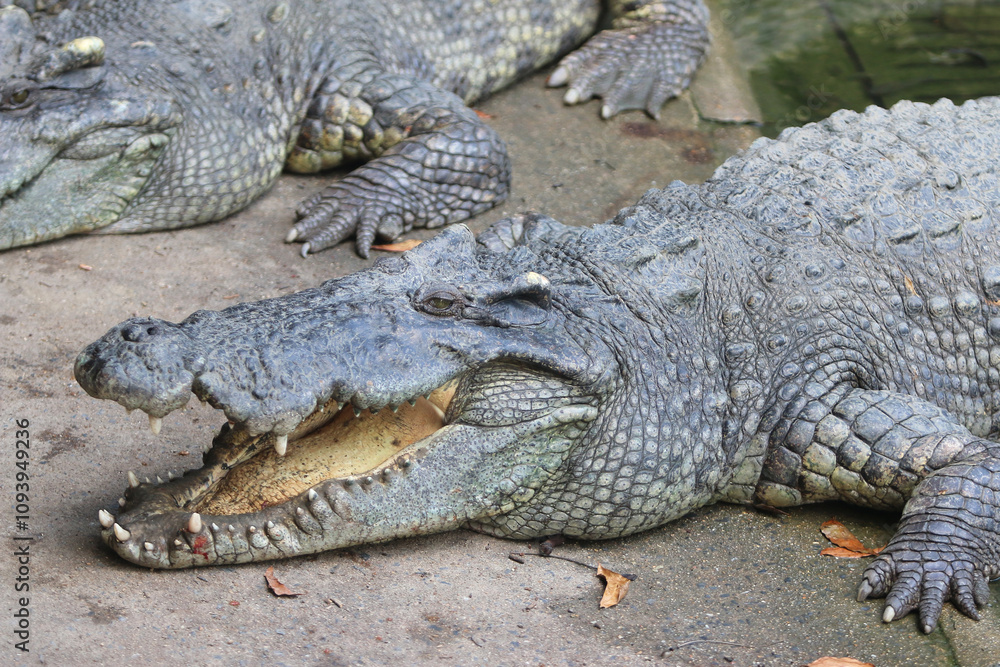 Obraz premium Big crocodile on farm outdoors