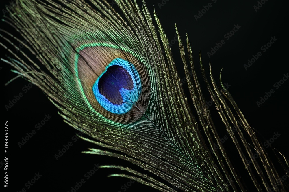 Obraz premium Beautiful peacock feather on dark background, closeup