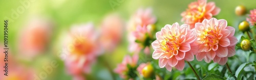 Vibrant Pink Dahlia Flowers in Full Bloom with Blurred Green Background photo