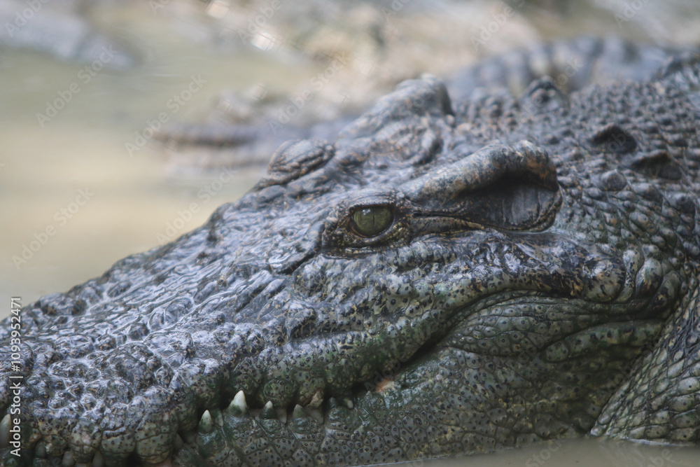 Big crocodile on farm outdoors Big crocodile on farm outdoors