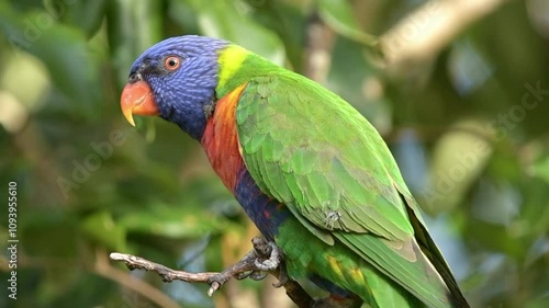 The rainbow lorikeet is a species of parrot found in Australia. It is common along the eastern seaboard, from northern Queensland to South Australia.