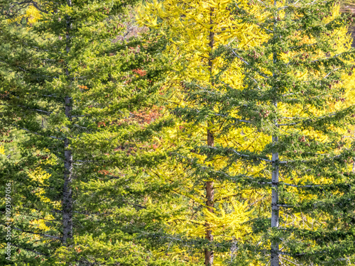 USA, Washington State, Blewett Pass in autumn and Larch trees photo