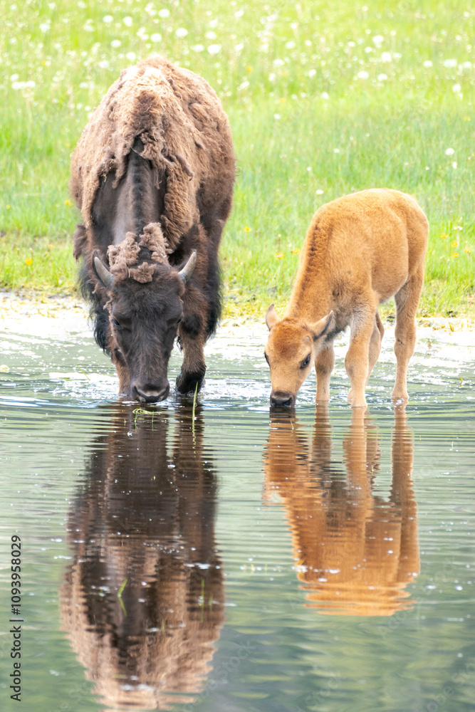 Yellowstone National Park, Lamar Valley. American bison calf stays close to last year's calf while exploring a pond. Yellowstone National Park, Lamar Valley. American bison calf stays close to last year's calf while exploring a pond.