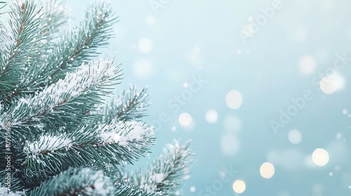 Snow-covered pine branch on a bright blue winter background.