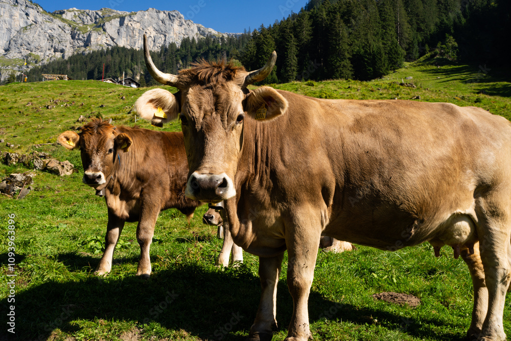 Dairy cows. Cow at meadow. Cattle in green field. Cow in grassy pasture. Cow in the countryside. Cows graze on summer meadow. Rural landscapes with cows. Cows in a pasture. Cattle cow grazing on Dairy cows. Cow at meadow. Cattle in green field. Cow in grassy pasture. Cow in the countryside. Cows graze on summer meadow. Rural landscapes with cows. Cows in a pasture. Cattle cow grazing on