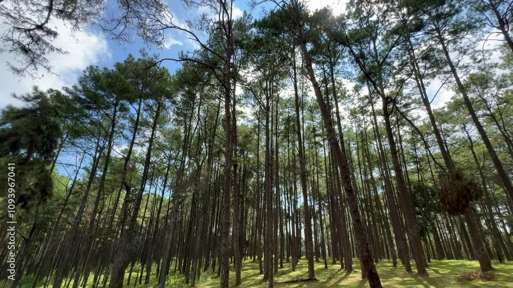 View of pine trees in forest in sunshine. View of pine trees in forest in sunshine.