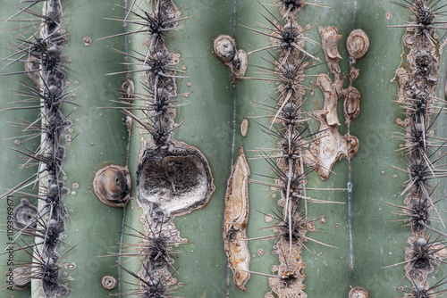 close up of old saguaro cactus bark