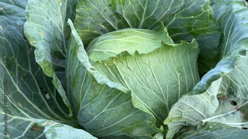 Fresh cabbage in the garden Fresh cabbage in the garden