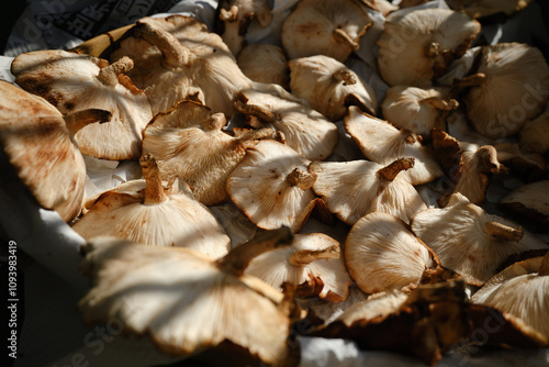 天日干しをする椎茸