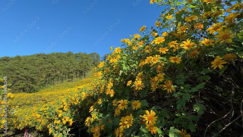 Tithonia diversifolia or called tree marigold Tithonia diversifolia or called tree marigold