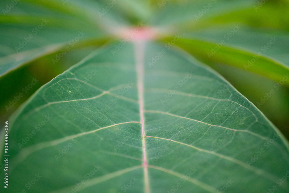 Top view of natural green leaf for nature background Top view of natural green leaf for nature background
