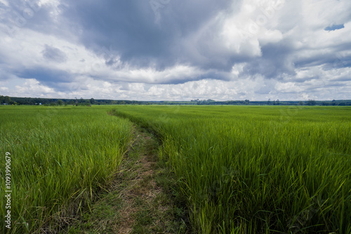 Εκτύπωση καμβά Green rice fields filled paddy fields showing nearly mature rice, with blue skie