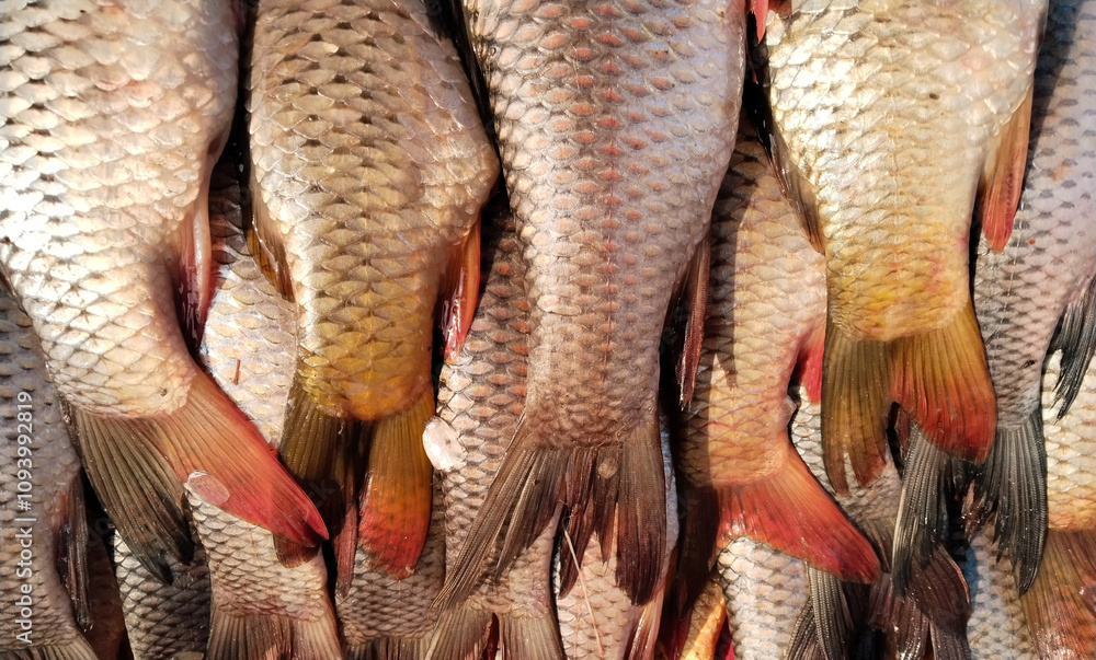 close-up shot of fresh fish, Freshwater fish in market close-up shot of fresh fish, Freshwater fish in market