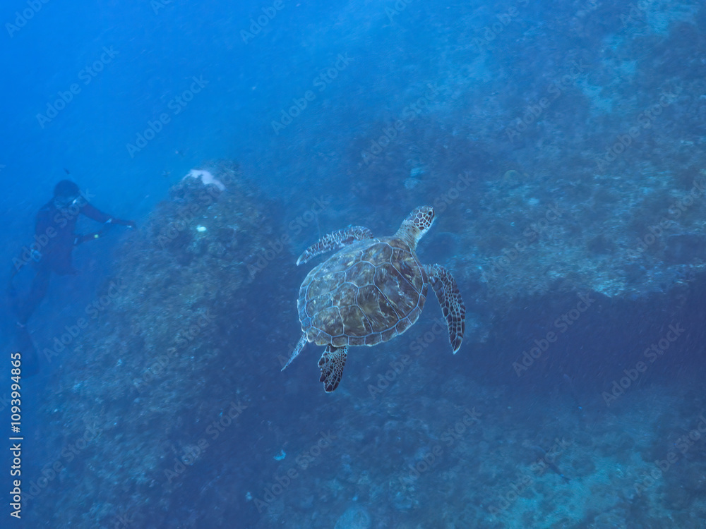 Fototapeta premium ゆったり泳ぐ美しく大きなアオウミガメ(ウミガメ科)。撮影するスキンダイバーもいる。英名学名:green sea turtle (Chelonia mydas) 静岡県伊豆半島賀茂郡南伊豆町中木ヒリゾ浜2024年