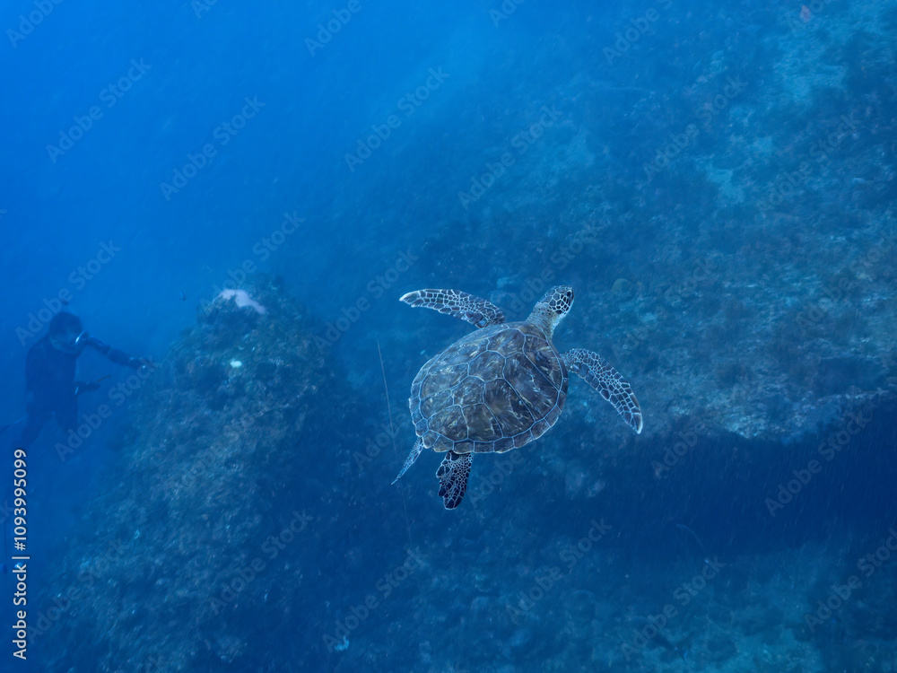 Fototapeta premium ゆったり泳ぐ美しく大きなアオウミガメ（ウミガメ科）。撮影するスキンダイバーもいる。英名学名：green sea turtle (Chelonia mydas) 静岡県伊豆半島賀茂郡南伊豆町中木ヒリゾ浜2024年 