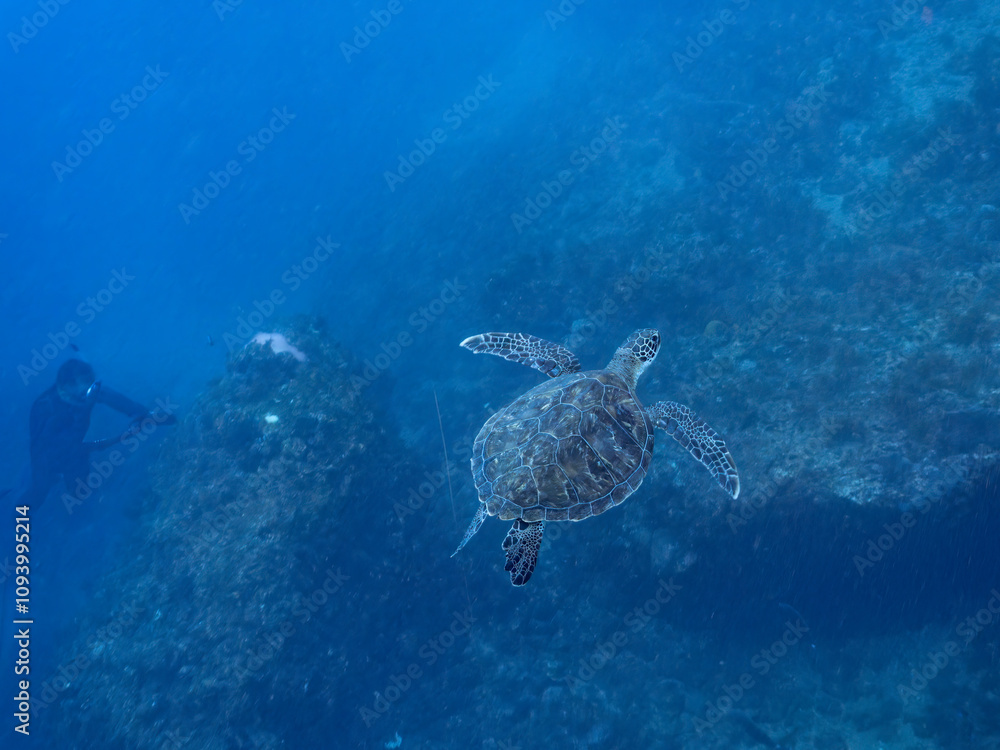 Fototapeta premium ゆったり泳ぐ美しく大きなアオウミガメ(ウミガメ科)。撮影するスキンダイバーもいる。英名学名:green sea turtle (Chelonia mydas) 静岡県伊豆半島賀茂郡南伊豆町中木ヒリゾ浜2024年