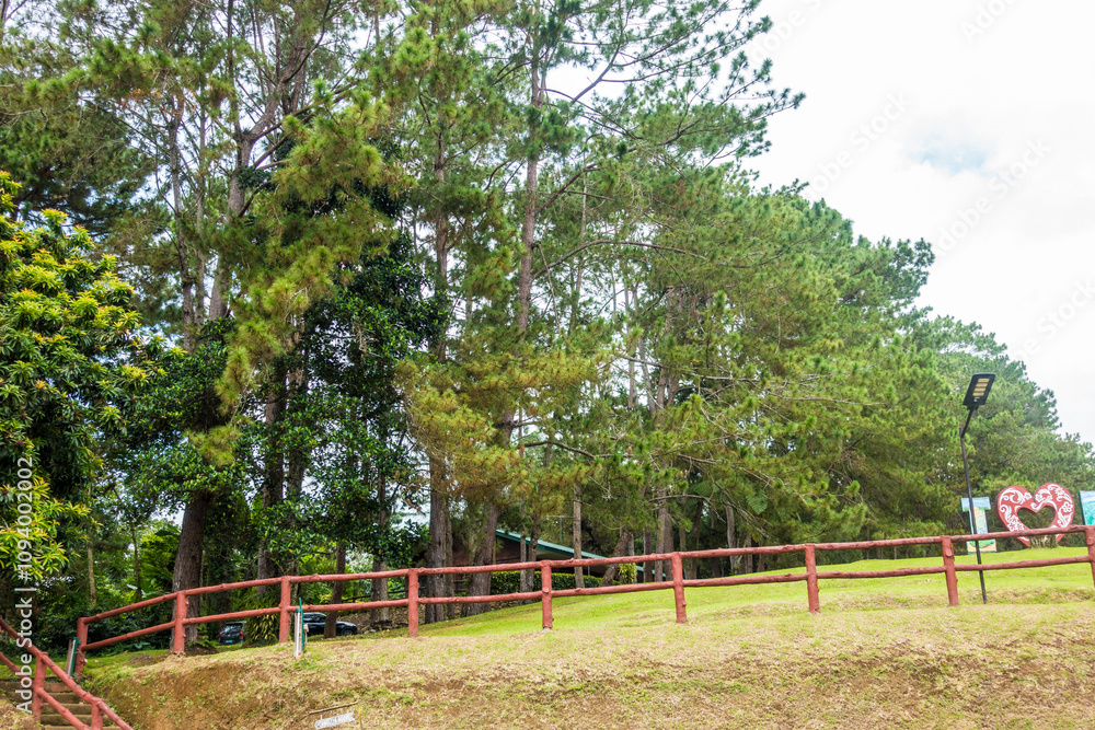 beautiful tall trees inside a nature park in Davao City Philippines. This is in Eden Nature Park beautiful tall trees inside a nature park in Davao City Philippines. This is in Eden Nature Park