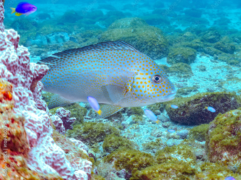 大きく美しいコロダイ(イサキ科)。
英名学名:Painted Sweetlips (Diagramma pictum)
静岡県伊豆半島賀茂郡南伊豆町中木ヒリゾ浜2024年
大きく美しいコロダイ(イサキ科)。
英名学名:Painted Sweetlips (Diagramma pictum)
静岡県伊豆半島賀茂郡南伊豆町中木ヒリゾ浜2024年
