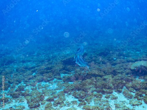 大きく美しいコショウダイ（イサキ科）。
英名学名：Crescent sweetlips (Plectorhinchus cinctus)
静岡県伊豆半島賀茂郡南伊豆町中木ヒリゾ浜2024年
 photo