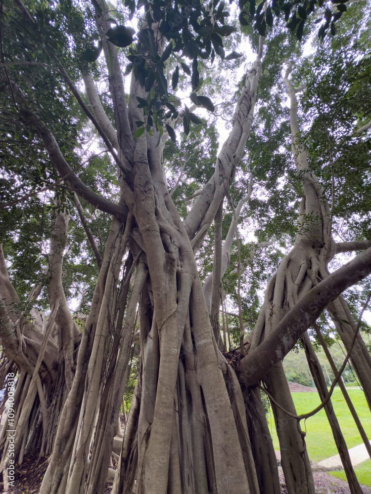 Mortan Bay Fig tree, Sunshine Coast, Queensland, Australia Mortan Bay Fig tree, Sunshine Coast, Queensland, Australia