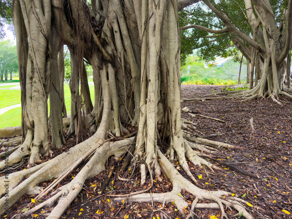Mortan Bay Fig tree, Sunshine Coast, Queensland, Australia Mortan Bay Fig tree, Sunshine Coast, Queensland, Australia