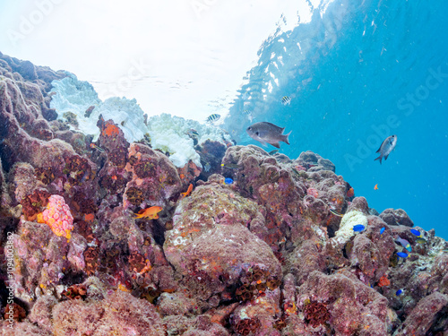 キンギョハナダイ、コガシラベラ、ソラスズメダイ、オヤビッチャ他
英名学名：Sea Goldie, Pseudanthias squamipinnis
Bluntheaded wrasse, Thalassoma amblycephalum
Heavenly Damselfish, Pomacentrus coelestis
Sergeant Major, Abudefduf vaigiensis
 photo