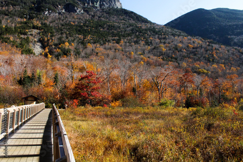 Boardwalk in Franconia, New Hampshire photo