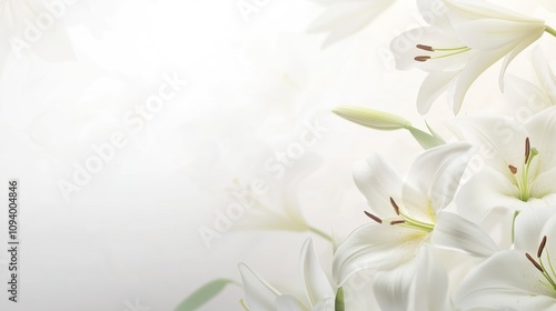 white lily flowers banner. White lily flower on white background.