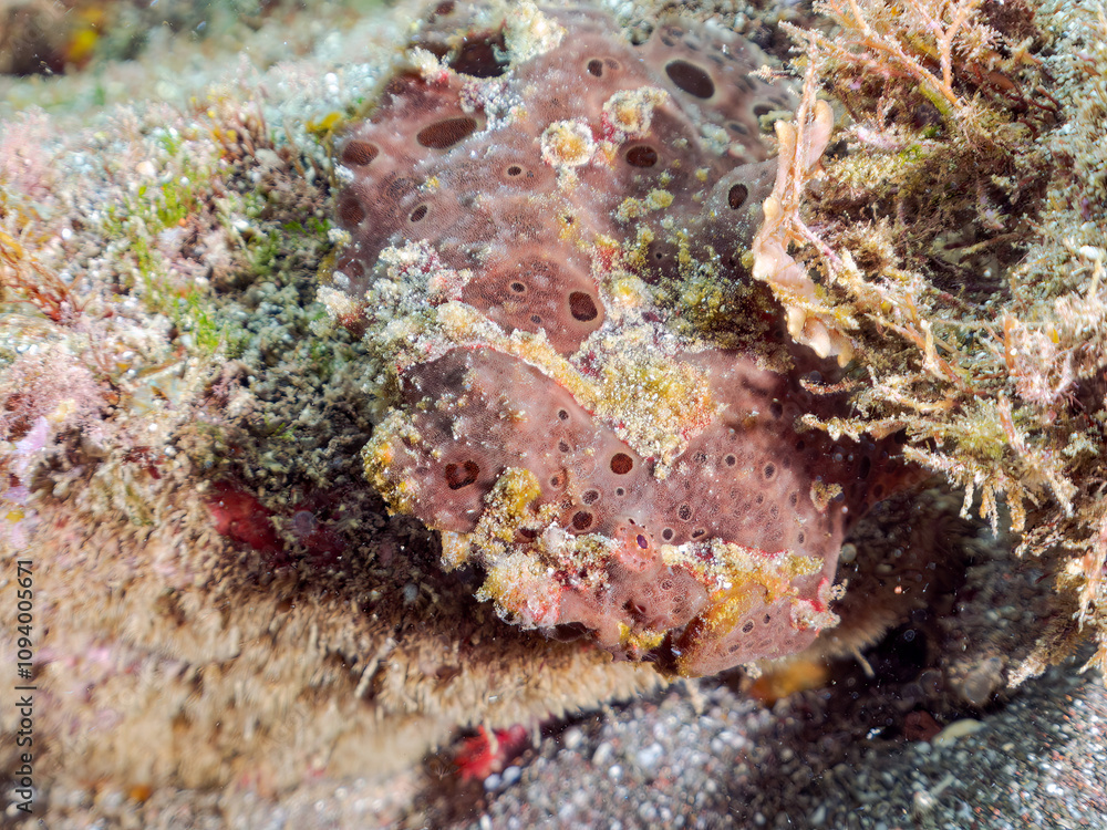 エスカ(触手)を振って魚を呼び寄せて狩る、巨大なオオモンカエルアンコウ(カエルアンコウ科)。
英名学名:Giant Frogfish, Antennarius commersoni
自分よりも大きな獲物でも、10倍に広がる大きな口で丸呑みにする。
その速度は0.0001秒。生物界最速のハンターである。
静岡県伊豆半島賀茂郡南伊豆町中木ヒリゾ浜2024年
エスカ(触手)を振って魚を呼び寄せて狩る、巨大なオオモンカエルアンコウ(カエルアンコウ科)。
英名学名:Giant Frogfish, Antennarius commersoni
自分よりも大きな獲物でも、10倍に広がる大きな口で丸呑みにする。
その速度は0.0001秒。生物界最速のハンターである。
静岡県伊豆半島賀茂郡南伊豆町中木ヒリゾ浜2024年
