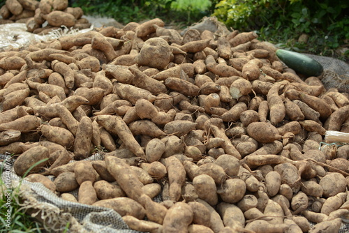 Freshly Harvested Yams