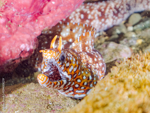 水中洞窟にいる、大きく美しいトラウツボ（ウツボ科）。
英名学名：Dragon Moray (Enchelycore pardalis)
静岡県伊豆半島賀茂郡南伊豆町中木ヒリゾ浜2024年
 photo