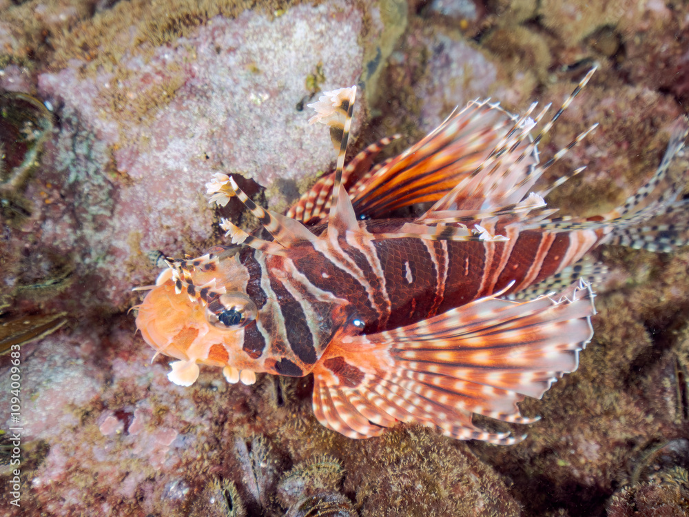 広げた羽根が美しいキリンミノ(フサカサゴ科)の幼魚。
英名学名:Zebra turkeyfish (Dendrochirus zebra)
静岡県伊豆半島賀茂郡南伊豆町中木ヒリゾ浜2024年
広げた羽根が美しいキリンミノ(フサカサゴ科)の幼魚。
英名学名:Zebra turkeyfish (Dendrochirus zebra)
静岡県伊豆半島賀茂郡南伊豆町中木ヒリゾ浜2024年
