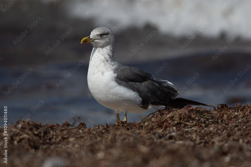 Herring Gull standing very imposingly on the beach Herring Gull standing very imposingly on the beach
