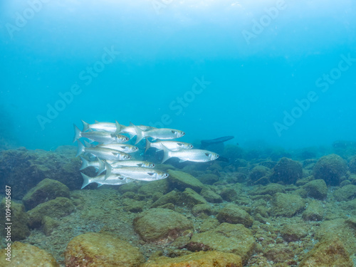 水面近くを泳ぐ美しいボラ（ボラ科）の群れ。
英名学名：Flathead Gray Mullet (Mugil cephalus)
静岡県伊豆半島賀茂郡南伊豆町中木ヒリゾ浜2024年
