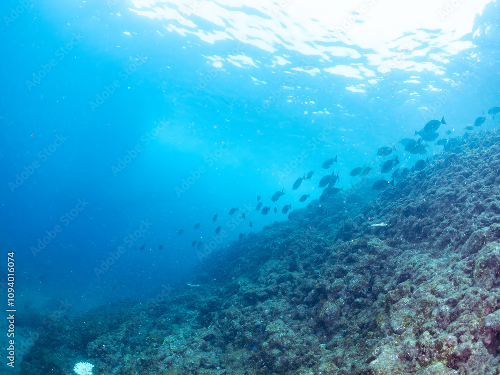 美しいアイゴ(アイゴ科)、ニザダイ(ニザダイ科)、メジナ(イスズミ科)他の群れ。
英名学名:Rabbitfish, Siganus fuscescens
Sawtail (Prionurus scalprum)
Largescale Blackfish, Girella punctata
静岡県伊豆半島賀茂郡南伊豆町中木ヒリゾ浜2024年
美しいアイゴ(アイゴ科)、ニザダイ(ニザダイ科)、メジナ(イスズミ科)他の群れ。
英名学名:Rabbitfish, Siganus fuscescens
Sawtail (Prionurus scalprum)
Largescale Blackfish, Girella punctata
静岡県伊豆半島賀茂郡南伊豆町中木ヒリゾ浜2024年