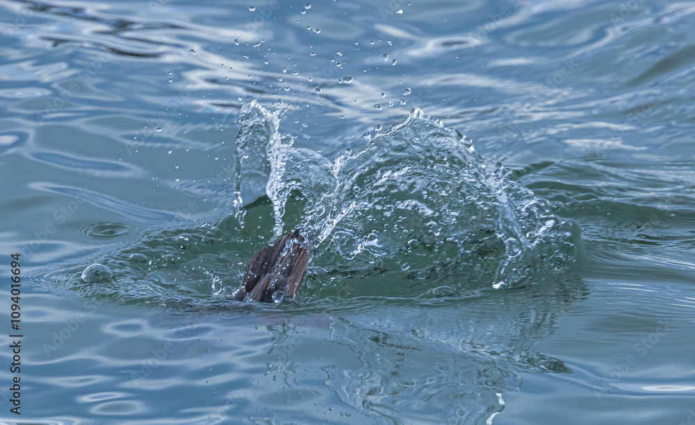 Fototapeta premium Water Droplets Created By Diving Merganser