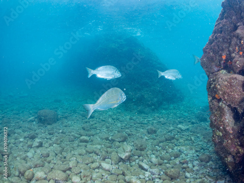 美しく大きなクロダイ（タイ科）の群れ他。
英名学名：Black Sea Bream (Acanthopagrus schlegelii)
静岡県伊豆半島賀茂郡南伊豆町中木ヒリゾ浜2024年
 photo