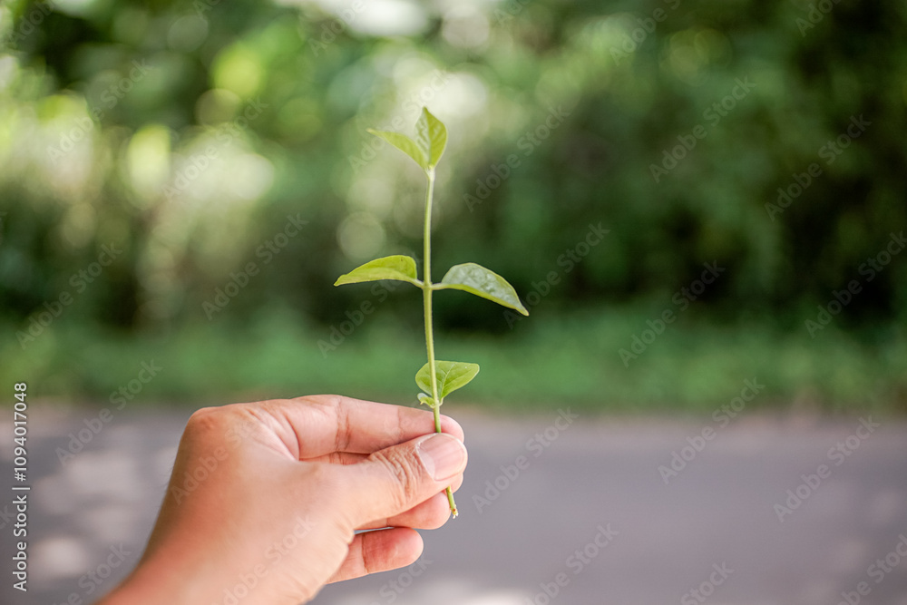 Hand holding green plant stem with blurred green leaves background, eco friendly earth day concept Hand holding green plant stem with blurred green leaves background, eco friendly earth day concept