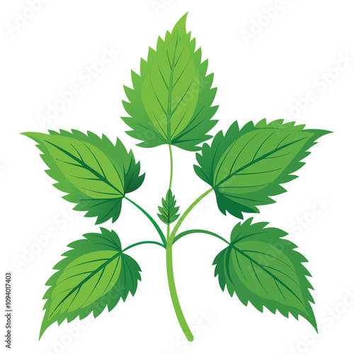 Fresh Green Nettles with Jagged Leaves and Fine Stinging Hairs, Isolated on White Background