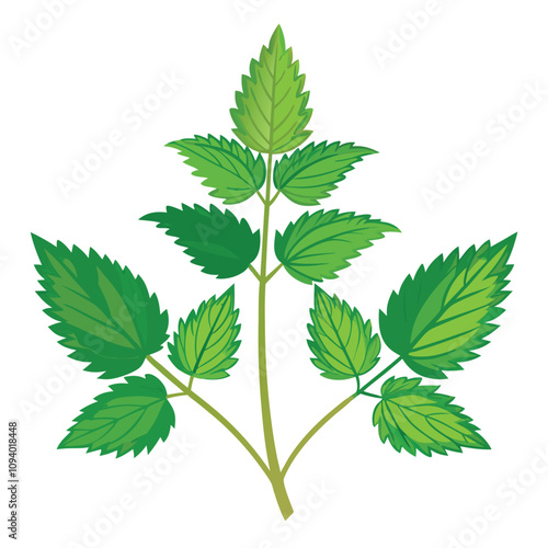 Fresh Green Nettles with Jagged Leaves and Fine Stinging Hairs, Isolated on White Background