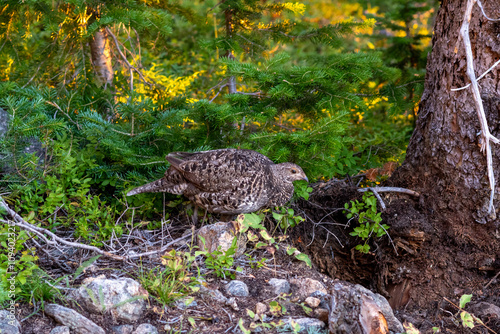 A grouse foraging for food among rocks and greenery in a forest setting during golden hour light